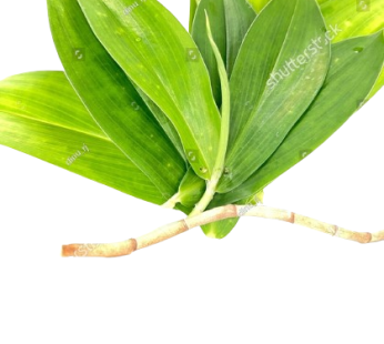 Thebu leaves |  තෙබු කොළ