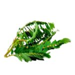 45 1 | スリランカ レストラン & スーパー