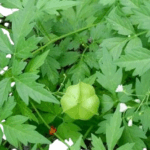 968d619228ea6ccacfde30dc94d03e9c 768x576 removebg preview 1 | スリランカ レストラン & スーパー