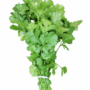 Coriander Leaves කොත්තමල්ලි කොළ​​ 100g