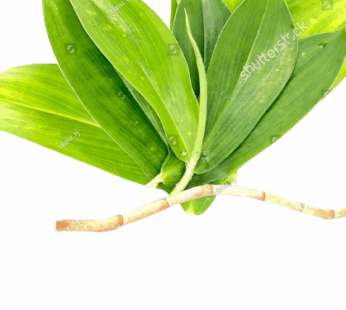 Thebu leaves |  තෙබු කොළ